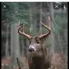 John Goff - @john.goff84 - TikTok