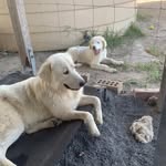 John Goldsmith - @john.goldsmith.5477 - Instagram