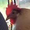 Goodbread Johnson - @goodbreadjohnson - TikTok