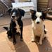 John Gott - Facebook