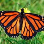 John Graver - @john_graver_nature - Instagram