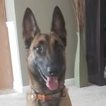 John grein - @high_point_k9_s - Instagram