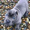 Majestic Corso Kennel - @greiner.john - TikTok