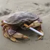jordangruchala - @jordangruchala - TikTok