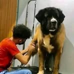 Groomer Johnprince - Facebook