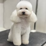 Peluquería en Huechuraba ✂️🐶 John 🇻🇪 🇨🇱 - @johnsanchezgroomer - Instagram