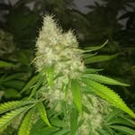 JohnGrow - @john.grower - Instagram