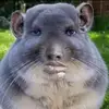 johnson_hamilton - @johnson_hamilton - TikTok