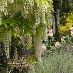 Emma & John Hannaford - @wisteriavinesestate - Instagram