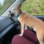 John Hannaford - @omarandpercy - Instagram