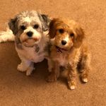 John Hardcastle - @teslajohnnyj - Instagram