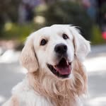 john haughton - @official_ilovedogs334 - Instagram