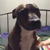 John Hayles608 - @tiggerdog11 - TikTok