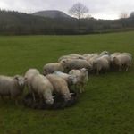John Joseph Healy - @john_healy456 - Instagram