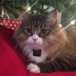 John Heckert - @catt_pack - Instagram