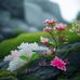 Hasho Jan - Facebook