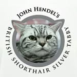 Gina Epurescu - @john_hendels_cattery_bsh - Instagram