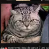 John Hendel's Cattery - @johnhendelscattery - TikTok