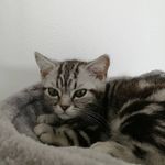 John Hendel's X-James - @john_hendels_ - Instagram