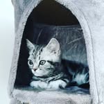 John Hendel's X-James - @johnhendels - Instagram