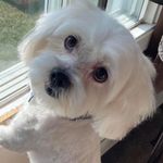 Gunner the Maltese ESD - @john.hennen.and.his.flock - Instagram