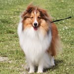ウリエル*⑅୨୧⑅*シェルティ - @shetland.sheepdog_john.uriel - Instagram