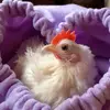 John Chicken - @john.xl.chicken - TikTok