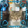 John Holford bcfc - @john.holford.bcfc - TikTok