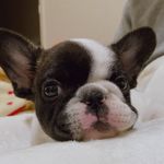 john...frebull - @john_house_french_bulldog - Instagram