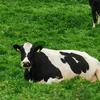 🐮Johnhowley🐮 - @johnhowley_4 - TikTok