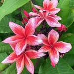 John Ingwersen - @jjplumeria - Instagram