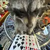 John Jacob JingleheimerSchmitt - @ilovedolphins26294671 - TikTok