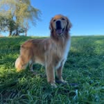 John Jalbert - @wilderness.k9 - Instagram