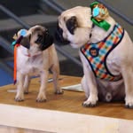John & Jessie 🐾 - @johnjessie_pugs - Instagram