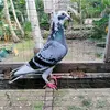 johnjesternamocat - @johnjesternamocat - TikTok