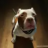 jojo - @johnjunge - TikTok