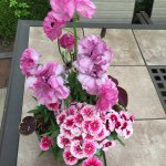 John Kalas - @saks_florist - Instagram