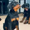 johnkennel1 - @johnkennel1 - TikTok