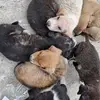 John's kennel - @johns.kennel - TikTok