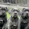 John's Kennel - @johnkennel7 - TikTok