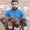 Johnson's Kennel - @johnson.kennel994 - TikTok