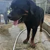 williamrobert2724 - @johns_kennel - TikTok