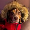 John Kettman and Bandit - @johnkettman1 - TikTok