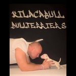 John Kilpatrick - @kilacabull_bullterriers - Instagram
