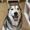 Kodakjohnthehusky - @kodakjohnthehusky - TikTok