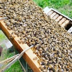 John Kuespert - @kuesperthoneyfarm - Instagram