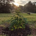 John kush - @etx_hashishin - Instagram