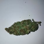 John Kush - @partybear420 - Instagram