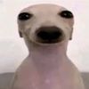 john lako - @sigmadudebro69 - TikTok
