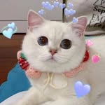 johnlam - @johnlam2469 - Instagram